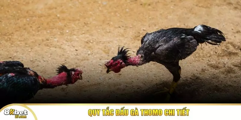 Quy tắc đấu gà Thomo chi tiết