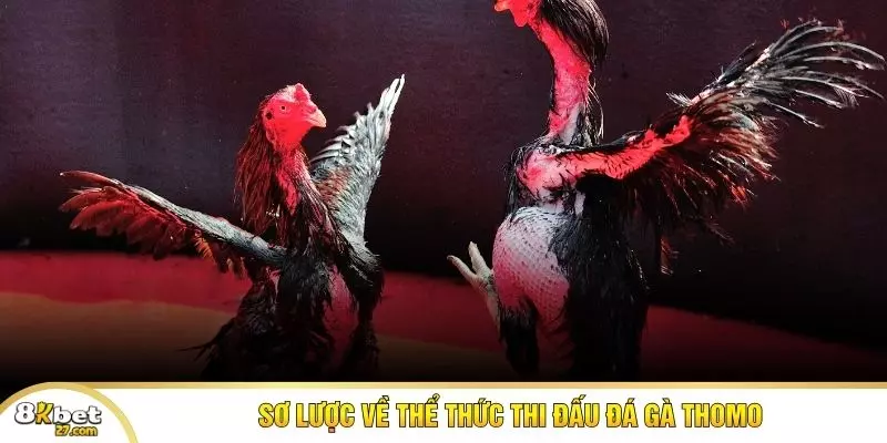 Sơ lược về thể thức thi đấu đá gà Thomo